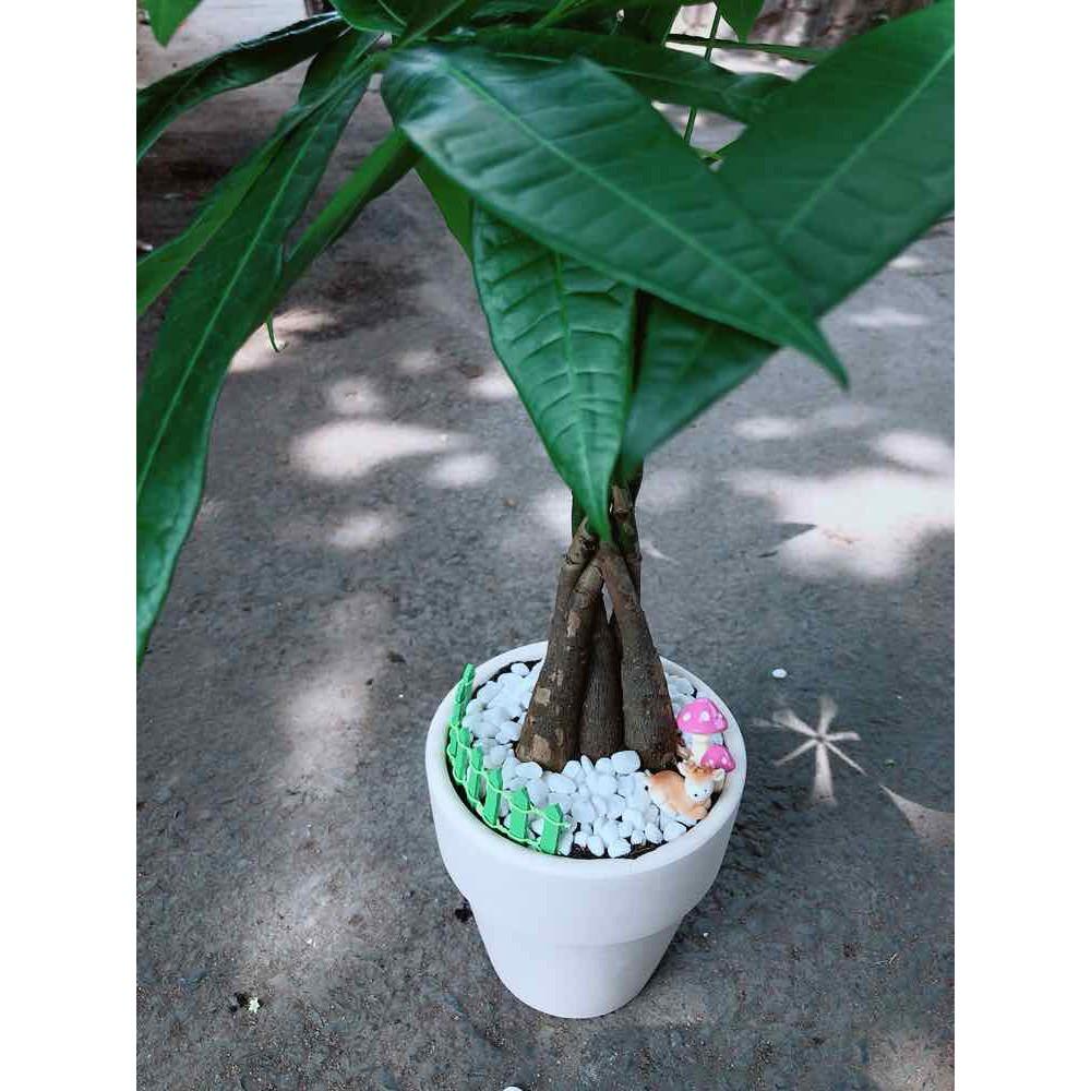 Chậu kim ngân thắt bím 5 thân Bán Chạy