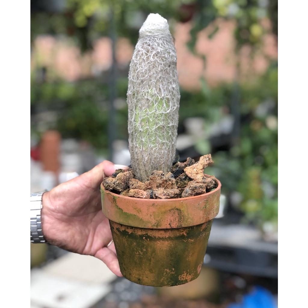 Chậu đất nung xương rồng lông