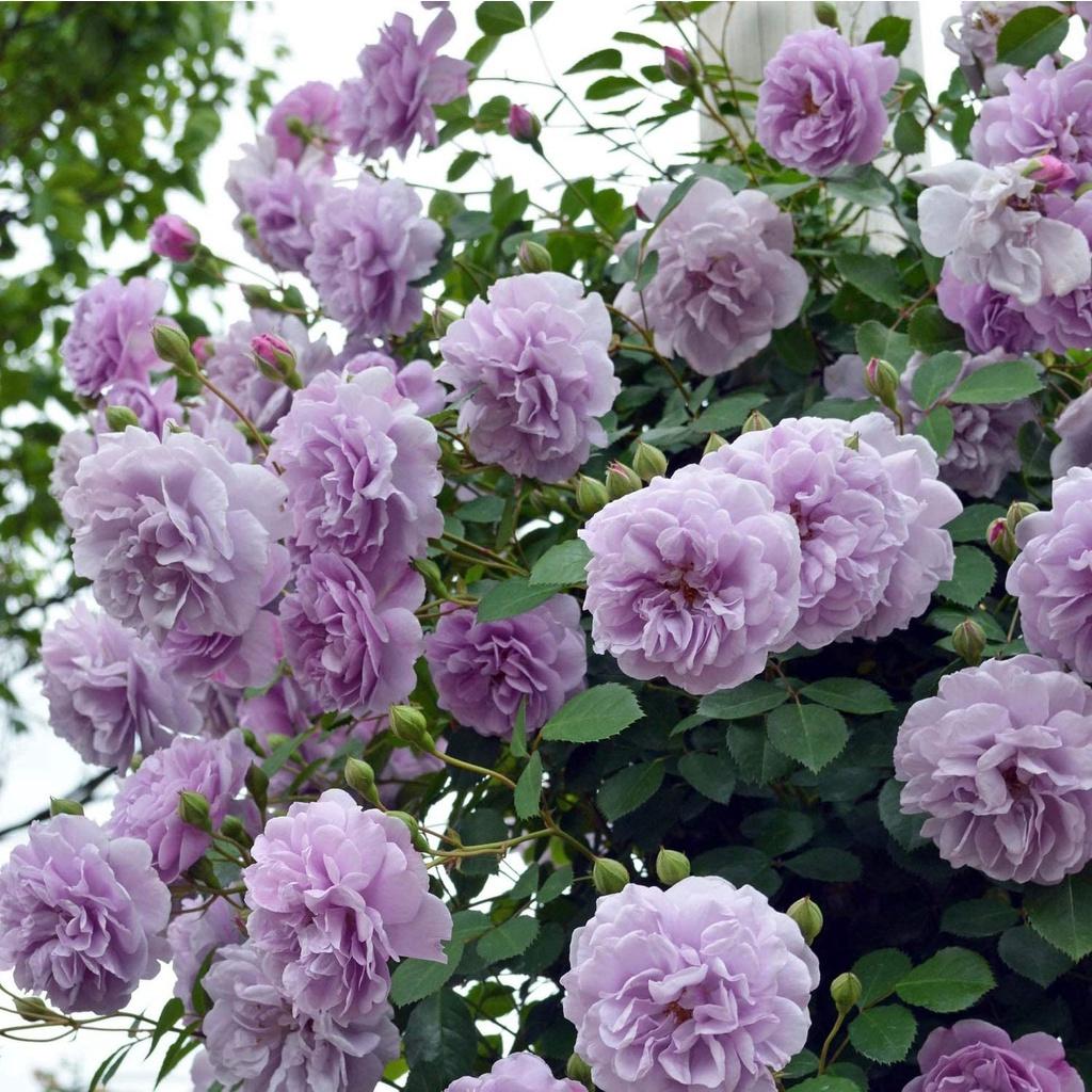 Hoa hồng leo Đức Rainy Blue Rose -TOP 10 giống hoa hồng leo Đức đẹp khi về Việt Nam-bầu to, cây trưởng thành