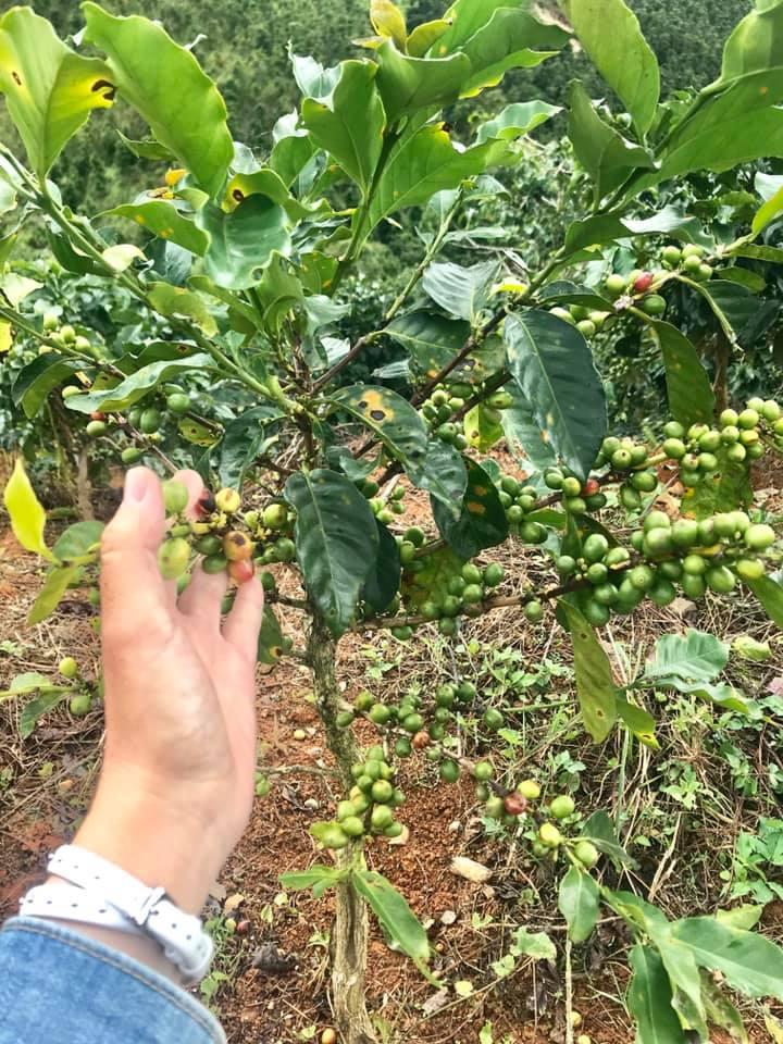 Cây giống cà phê cao sản siêu sớm
