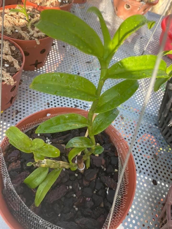 Chậu Lan phi điệp đột biến 5 CÁNH TRẮNG RUBI giống cấy mô cây đẹp, cam kết chất lượng UY TÍN CHẤT LƯỢNG