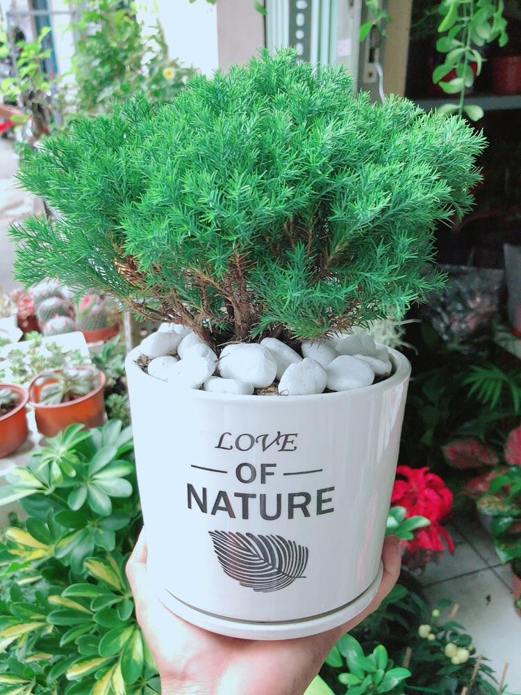 Chậu Cây Tùng Bồng Lai