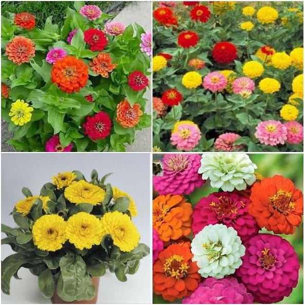 Hạt Giống Hoa Cúc SuSi Nhiều Màu - 1 gói 50 hạt