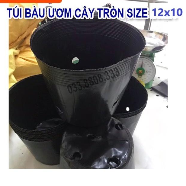 BẦU TRÒN ƯƠM CÂY 12X10 - HÀNG LOẠI 1