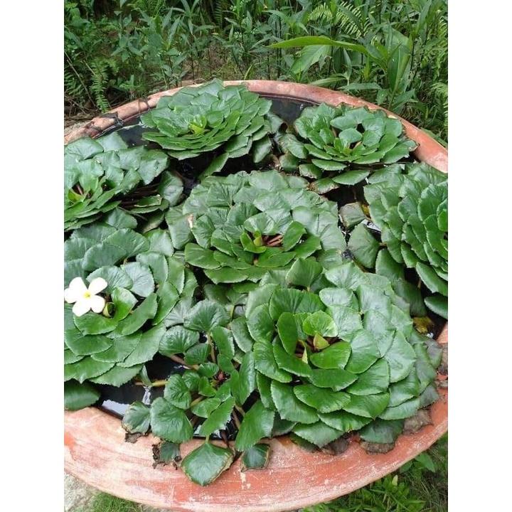 Cây Củ ấu ta vừa ăn củ vừa trồng thủy sinh đẹp