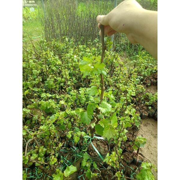 Cây nho ngón tay leo giàn rất sai quả dễ trồng