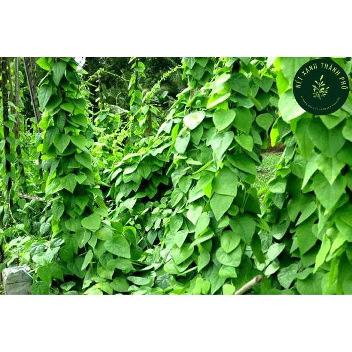 Hạt giống Lá Sương Sâm Lông