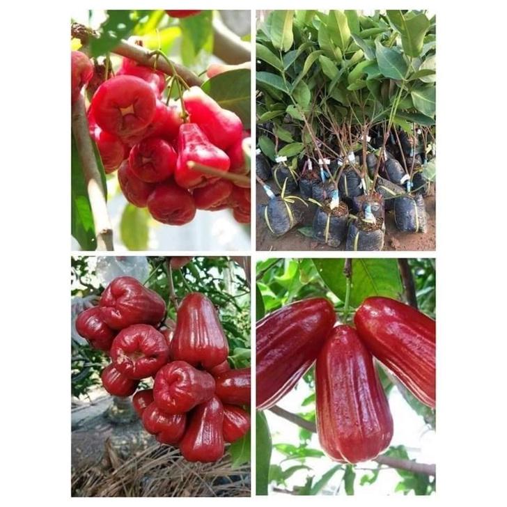 CÂY GIỐNG MẬN AN PHƯỚC mận roi đỏ). )