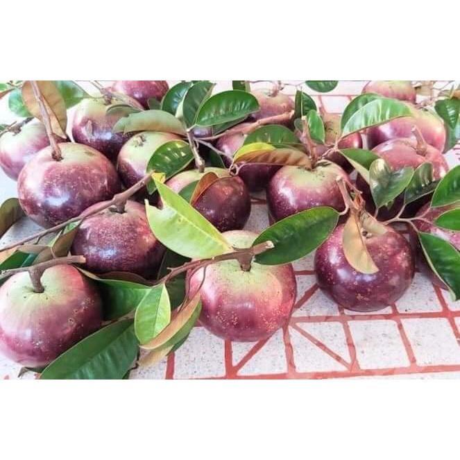 Cây giống vú sữa mica