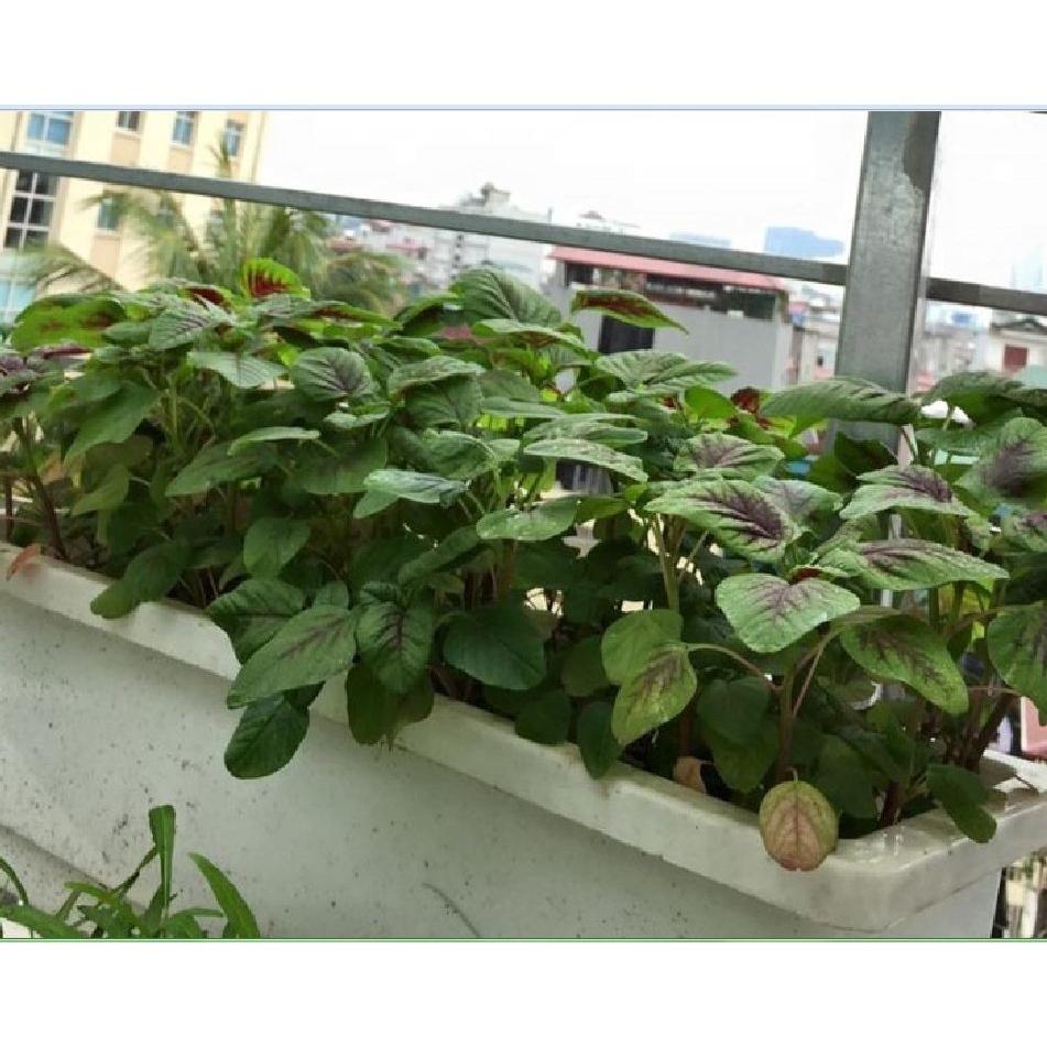 Hạt giống rau dền khoang cao sản CT108 - Gói 20gram