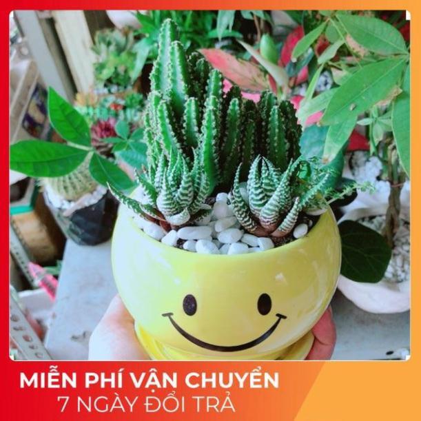 Chậu Xương Rồng Thanh Sơn + Móng Rồng