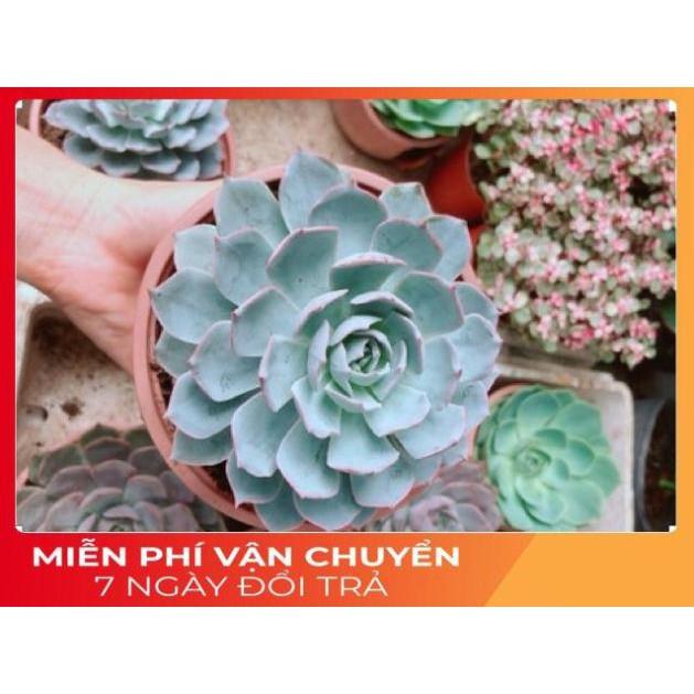 Chậu sen đá hồng phấn size đại