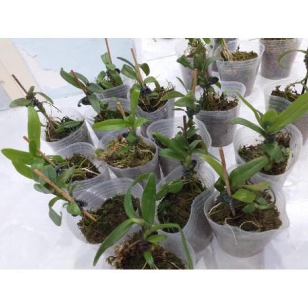 Hoa lan phi điệp mắt đỏ hoà bình+ 700g phân thỏ hữu cơ
