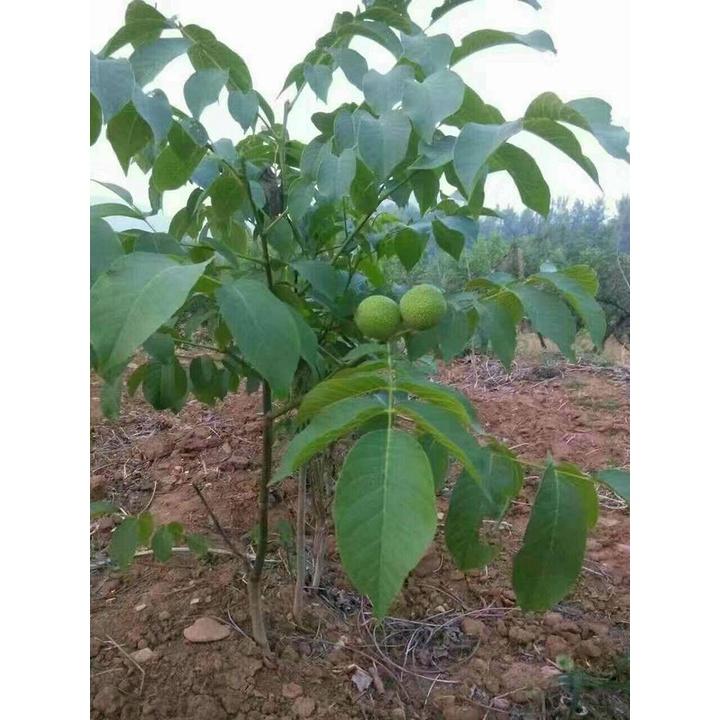 Cây Giống Óc Chó