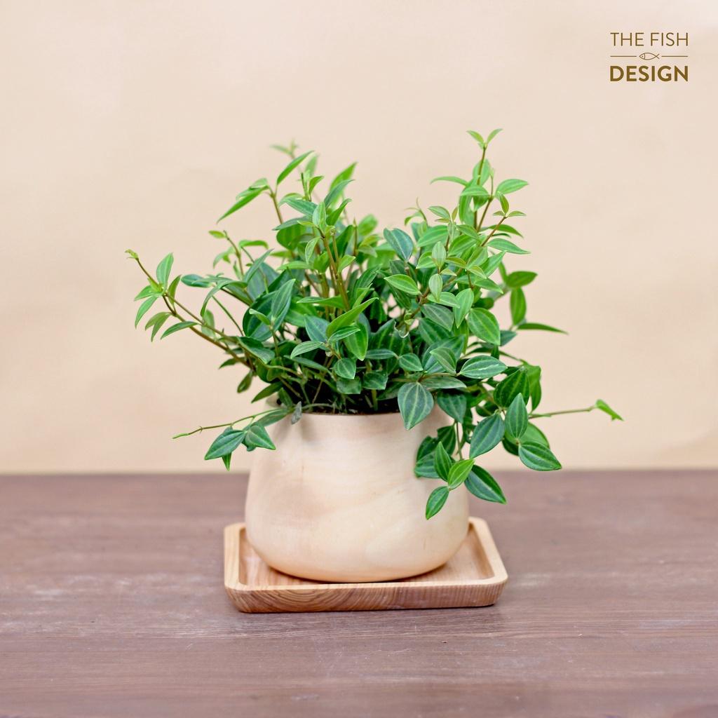 Chậu cây bình an size M | THE FISH DESIGN