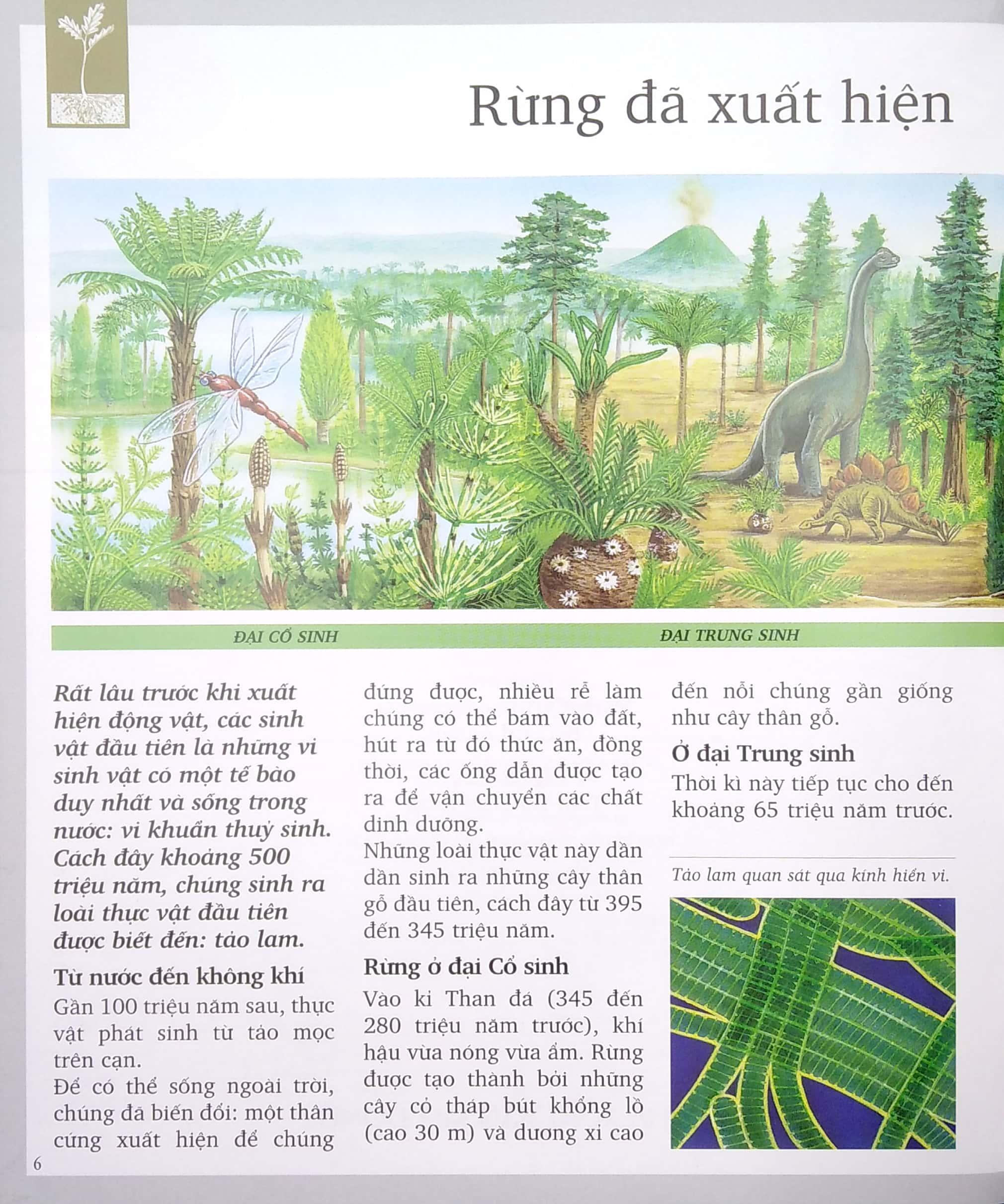 Khám Phá Rừng (Tái Bản 2022)