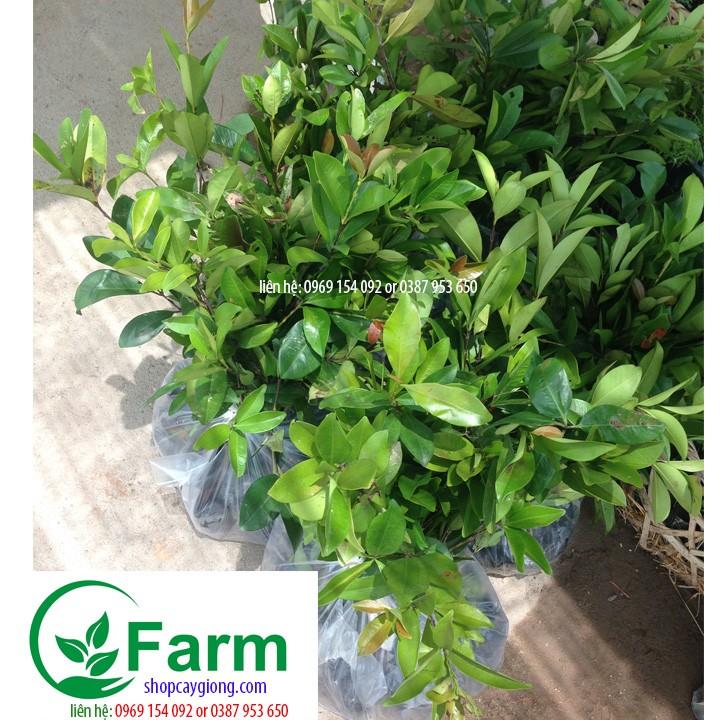 Cây cherry brazil chịu nhiệt cây đẹp chuẩn giống
