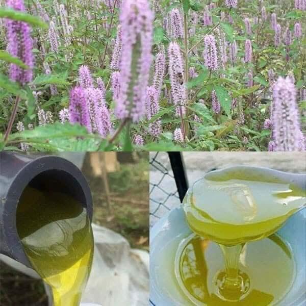 Mật ong hoa Bạc Hà nguyên chất - Rất tốt cho sức khỏe 1 lít