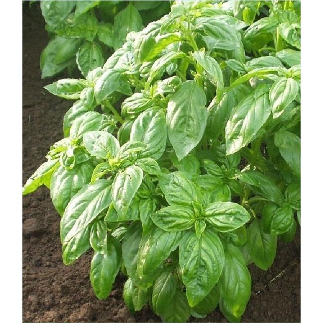 Hạt giống rau Húng tây dể trồng f1- gói 1gram--tặng kèm gói phân bón lót