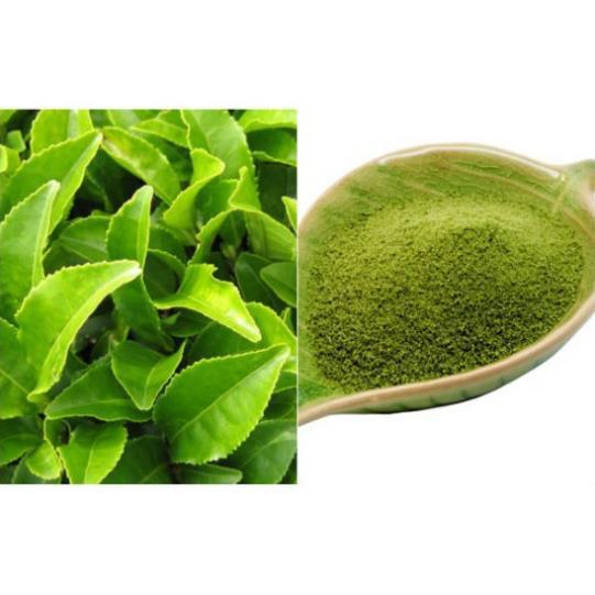 Combo 5 bầu cây giống cây trà xanh