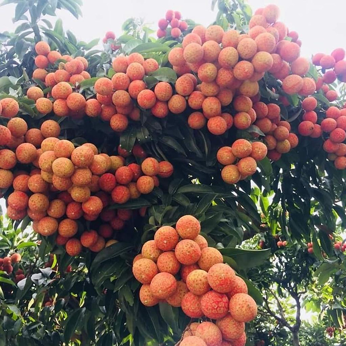 CÂY GIỐNG VẢI KHÔNG HẠT )