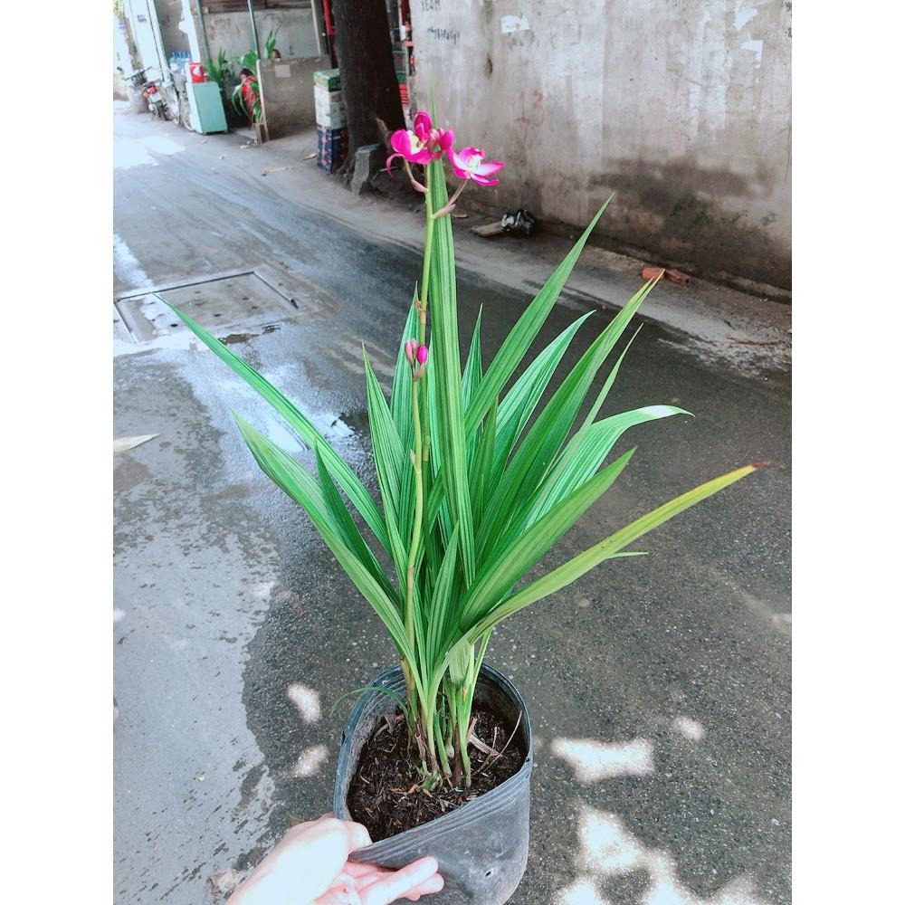 Cây Địa lan, lan đất hay lan chu đinh