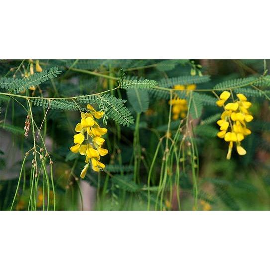 Hạt Giống Cây Bông Điên Điển KNS301 - gói 30 hạt