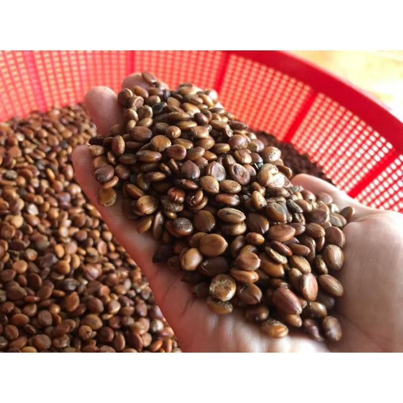 Hạt giống muồng hoàng yến