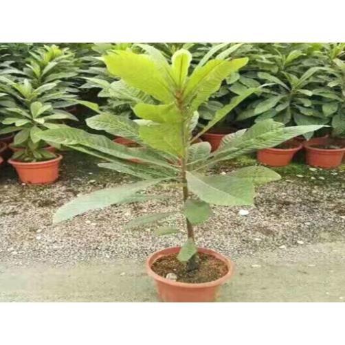 HỒNG XIÊM RUỘT ĐỎ THÁI LAN - Hàng cây giống chuẩn F1