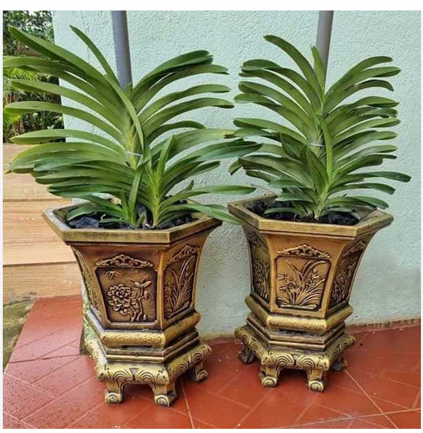 Khuôn Chậu Lục Giác 31-Kèm Chân Đôn Kỷ