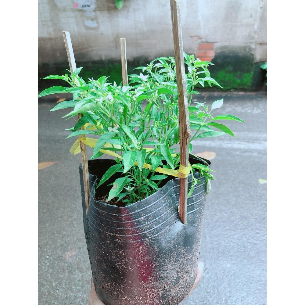 Bụi Ớt Hiểm