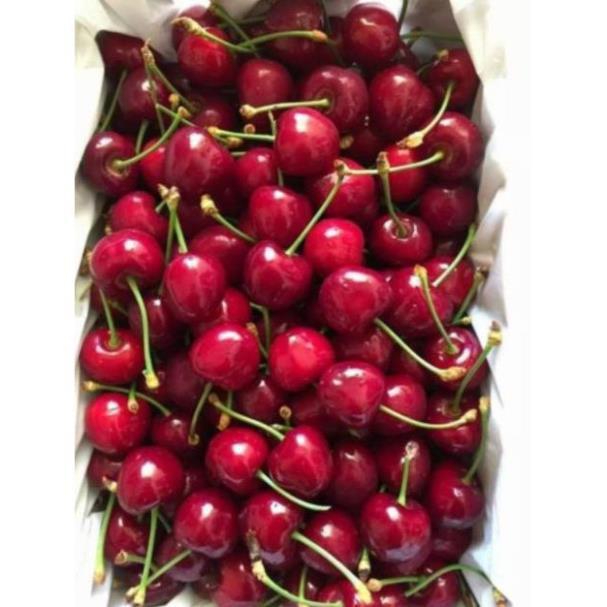 CÂY CHERRY ANH ĐÀO RA QUẢ QUANH NĂM