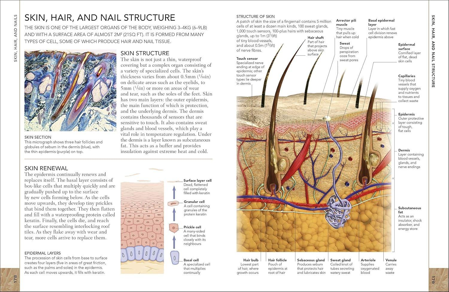 Sách ngoại văn: The Concise Human Body Book