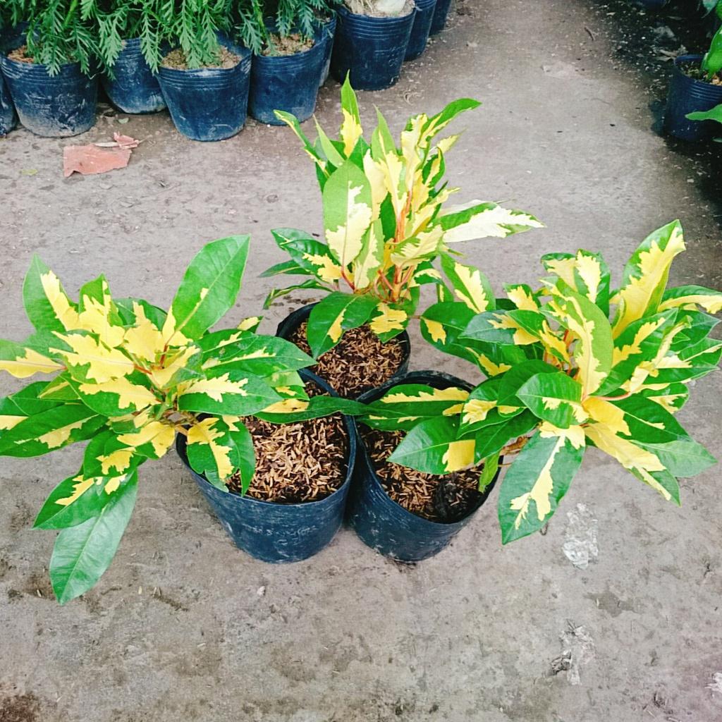 Cây Lá Màu Hoàng Kim - cây cảnh để bàn + tặng phân bón cho cây