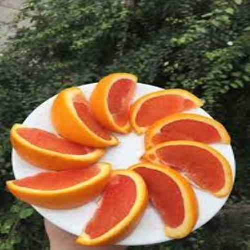 CÂY GIỐNG CAM CARA RUỘT ĐỎ KHÔNG HẠT
