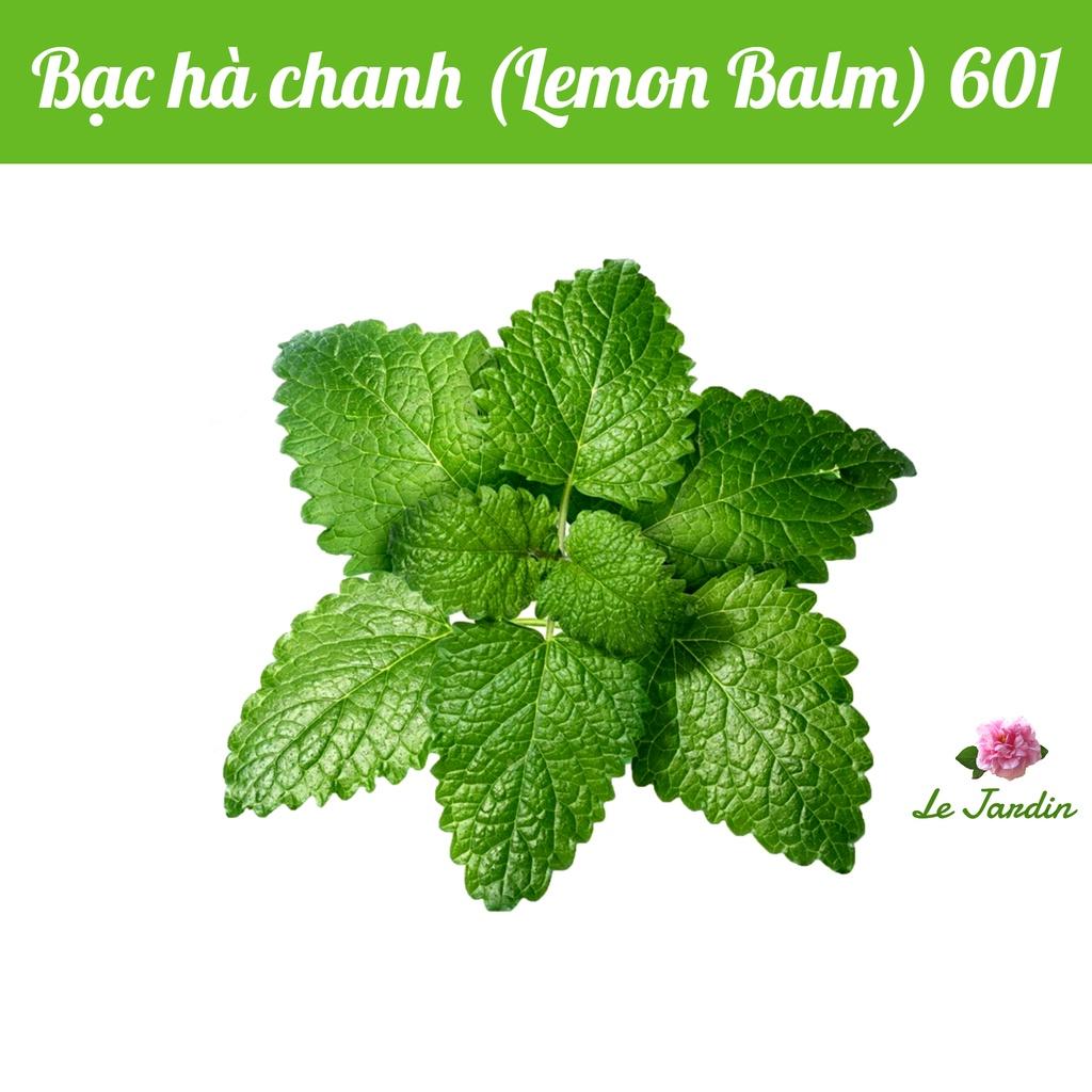 Hạt giống bạc hà chanh LEMON BALM 601 gói 1gr