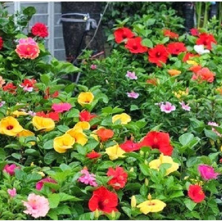 Hạt giống hoa râm bụt lùn Thái Mix màu - gói 10 hạt