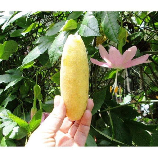 CÂY GIỐNG CÂY CHANH LEO CHUỐI NAM MỸ, HÀNG NHẬP KHẨU, CAM KẾT GIỐNG CHUẨN F1 - CGCLCNMHNKL1