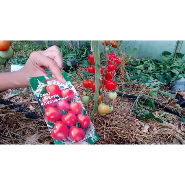Hạt giống cà chua dâu tây
