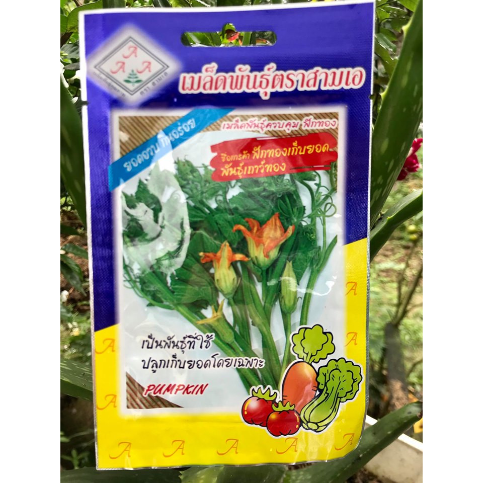 HẠT GIỐNG BÍ SIÊU NỤ