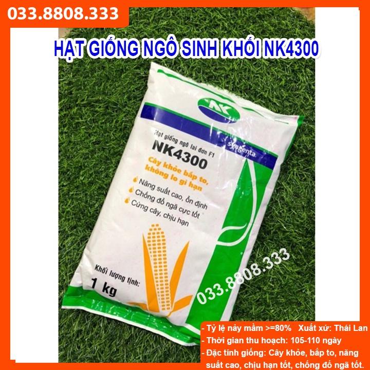 HẠT GIỐNG NGÔ SINH KHỐI NK4300 Gói 500gram - NGÔ LAI ĐƠN NĂNG SUẤT CAO -CCN-CCL