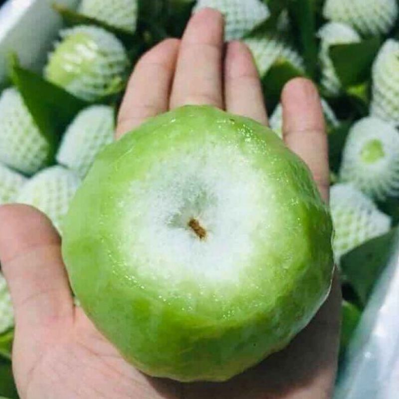 CÂY GIỐNG MẬN XANH ĐƯỜNG