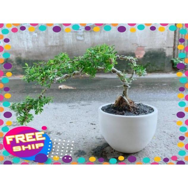 Chậu Cây Linh Sam