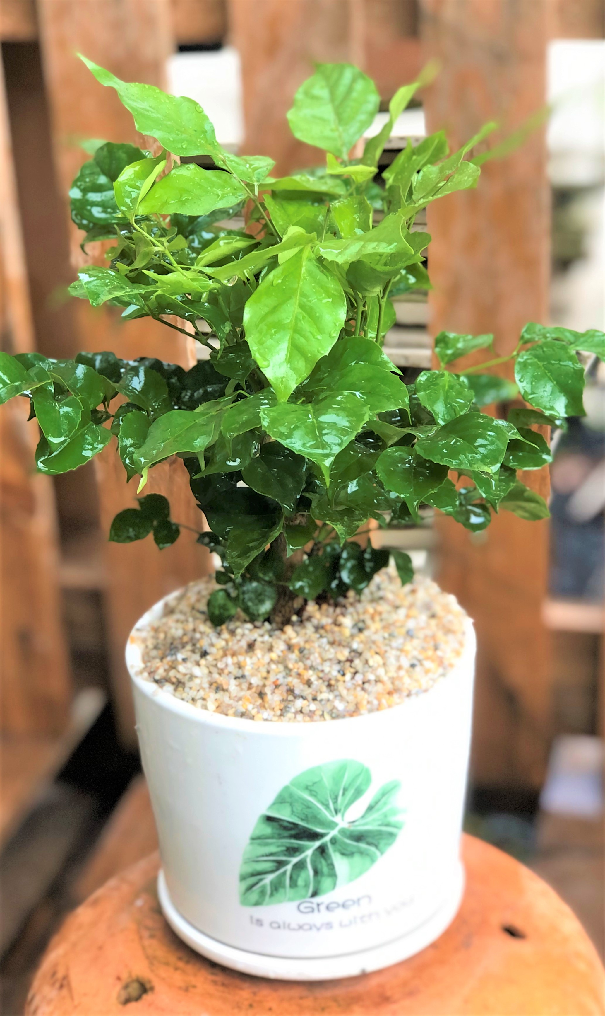 Chậu sứ cây hạnh phúc để bàn tặng kèm đá trang trí