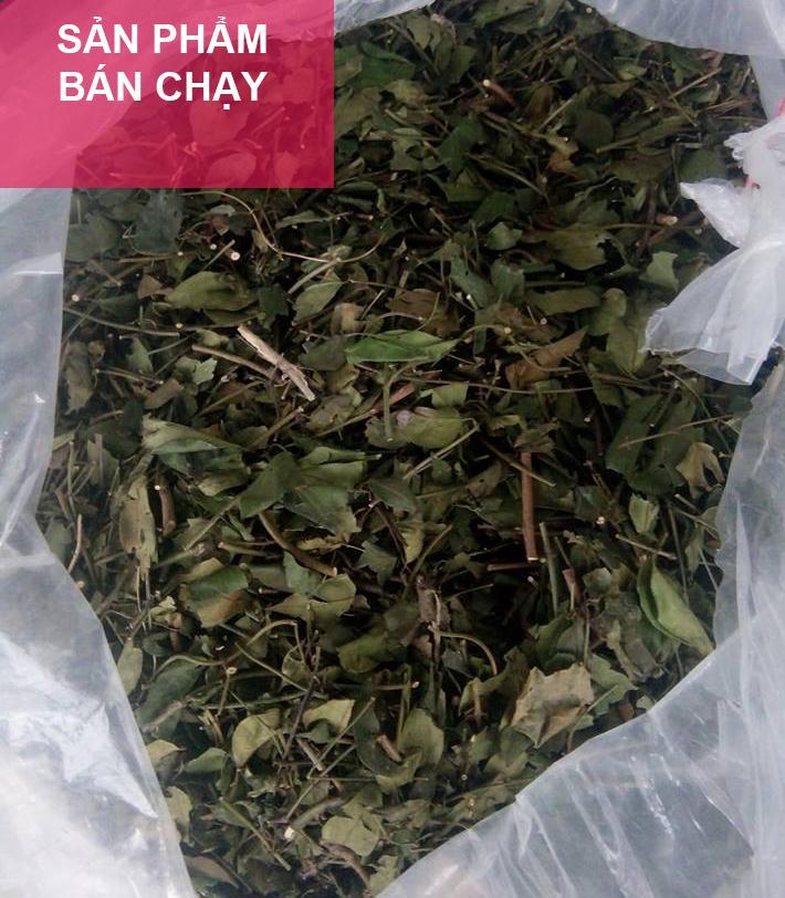 Cây chè vằng sẻ - Tốt cho phụ nữ sau sinh giảm cân và lợi sữa - Chè vằng lá nhỏ khô hữu cơ 1kg