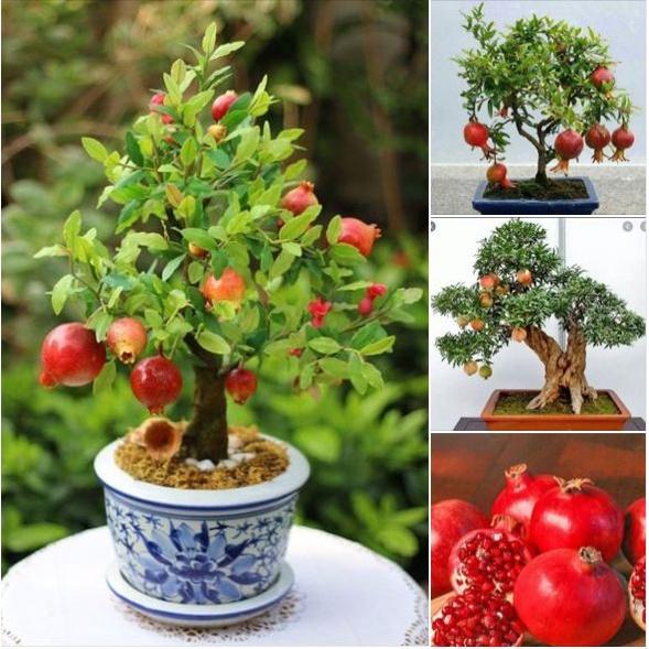 Hạt Giống Cây Lựu Bonsai - Gói 5 hạt