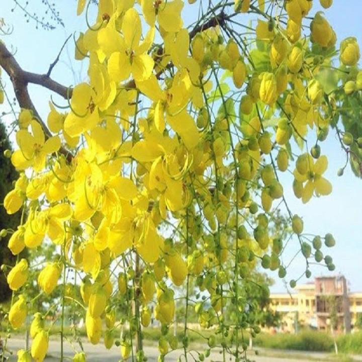 MUỒNG HOÀNG YẾN VÀNG - CÂY LỚN GỬI ĐI NGUYÊN BẦU