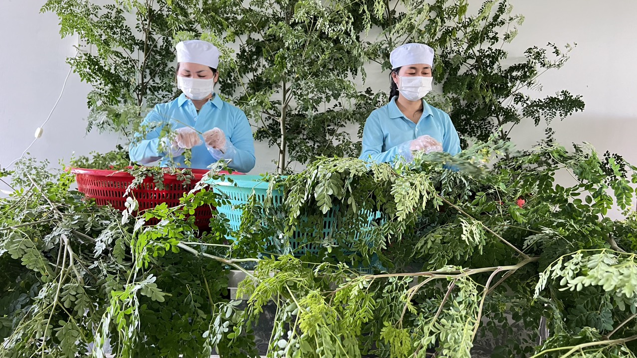 TRÀ CHÙM NGÂY HERBAL FARM TÚI LỌC