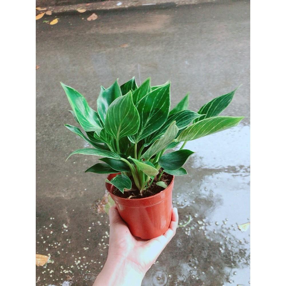 Cây Trầu Bà Cẩm Thạch Hay Trầu Bà Kim Cương Hoặc PHILODENDRON BIRKIN