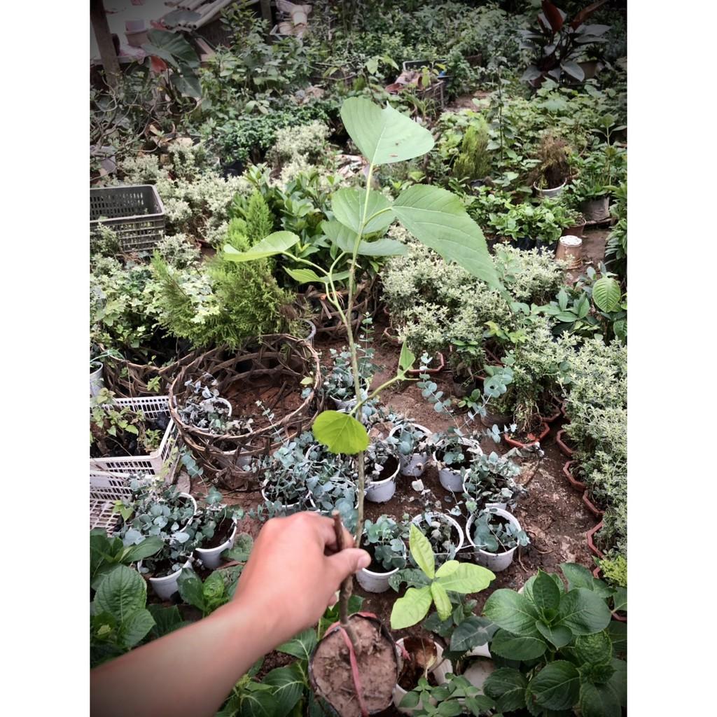 Cây dâu trái dài đài loan